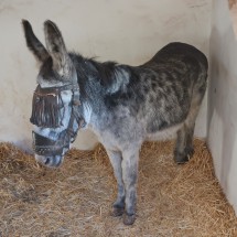 Donkey in upper Frigiliana which is not accessible by car